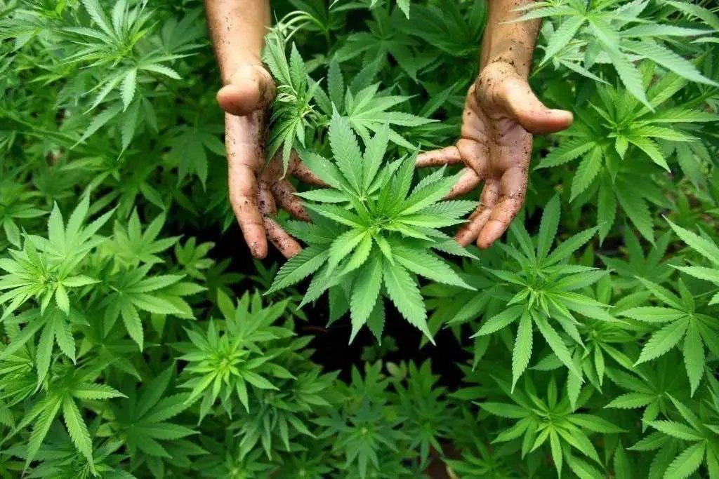 marijuana