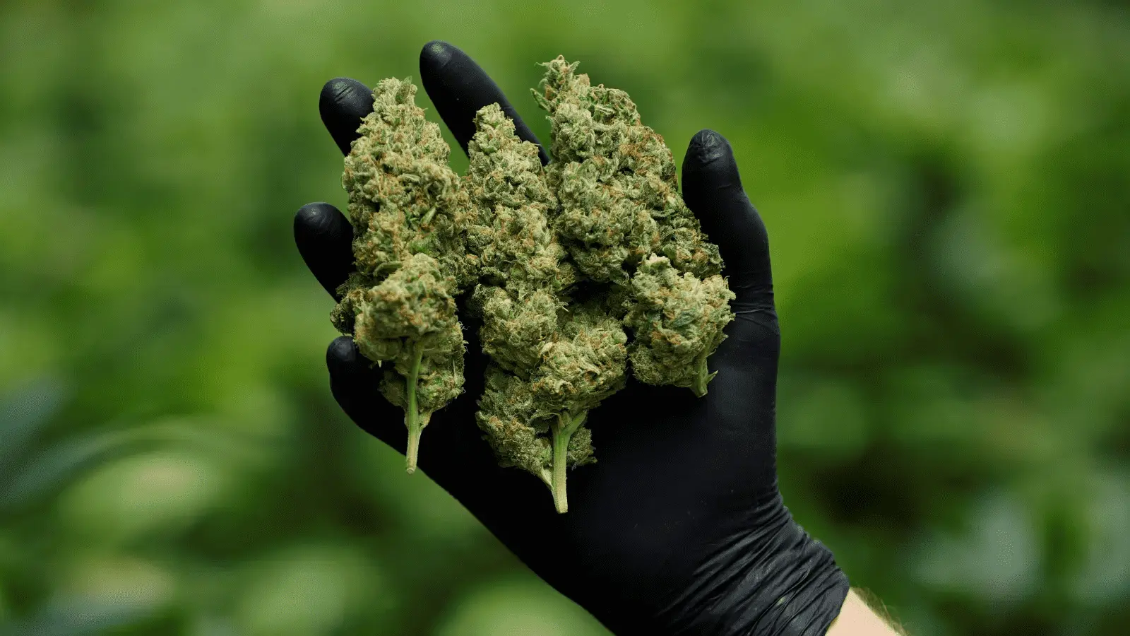 cbd1333ab411e9435636ca0de521af83.webp