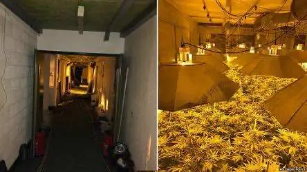 В бункере в Англии нашли плантацию конопли стоимостью 1 млн фунтов