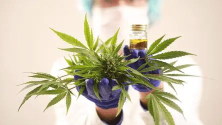Каннабис способствует облегчению устойчивой к лечению депрессии и алкогольной зависимости: исследование