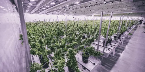 Canopy Growth закрыла две мегатеплицы, 500 человек уволено