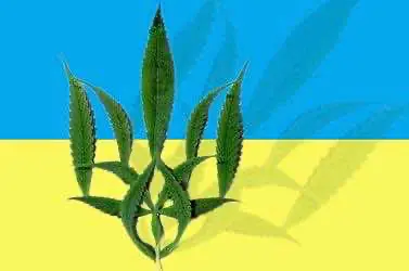 Верховная Рада Украины возвращается к медицинскому каннабису. Что говорят депутаты?