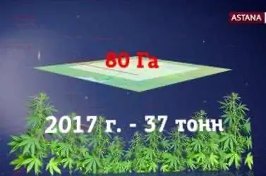 Казахстан зарабатывает на конопле: ждем лекарства из шуйской конопли