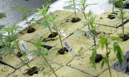 Старт работы системы распространения медицинской конопли в Огайо откладывается