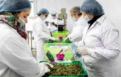 Правительство Великобритании одобрило выращивание первой в стране легальной марихуаны для медицинских исследований