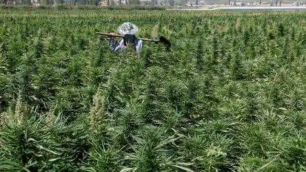 В Узбекистане разрешили выращивать коноплю
