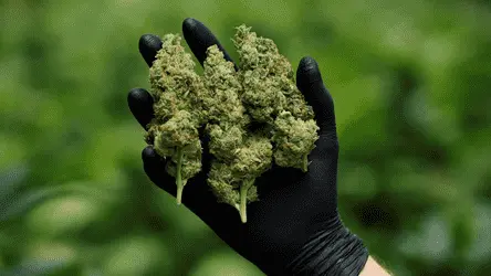 Каннабис снижает риск диабета у пациентов с гепатитом C: исследование