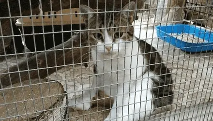 Кот-наркокурьер из Тульской области сбежал от следователей до суда