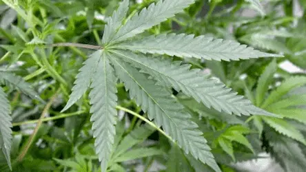 Ученые обнаружили каннабиноид в 30 раз сильнее ТГК